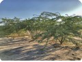 12 Ghaf tree  Prosopis cineraria  3 years old in Kuwait Desert for Kuwait Great Green Wall planted with the Groasis Technology