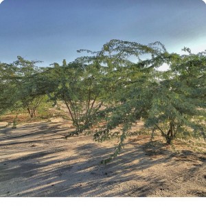 12 Ghaf tree  Prosopis cineraria  3 years old in Kuwait Desert for Kuwait Great Green Wall planted with the Groasis Technology