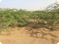 13 Ghaf tree  Prosopis cineraria  3 years old in Kuwait Desert for Kuwait Great Green Wall planted with the Groasis Technology v2