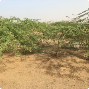 13 Ghaf tree  Prosopis cineraria  3 years old in Kuwait Desert for Kuwait Great Green Wall planted with the Groasis Technology v2