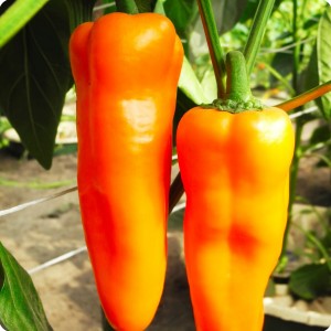 13 Orange chili pepper in Groasis Waterboxx