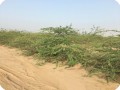 14 Ghaf tree  Prosopis cineraria  3 years old in Kuwait Desert for Kuwait Great Green Wall planted with the Groasis Technology v2