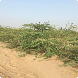 14 Ghaf tree  Prosopis cineraria  3 years old in Kuwait Desert for Kuwait Great Green Wall planted with the Groasis Technology v2