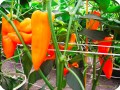 14 Orange chili pepper in Groasis Waterboxx