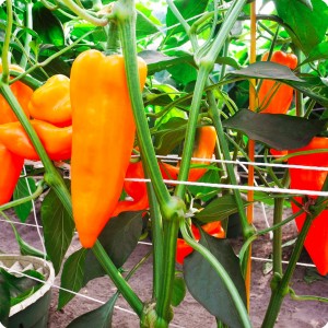 14 Orange chili pepper in Groasis Waterboxx