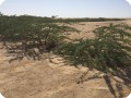 15 Ghaf tree  Prosopis cineraria  3 years old in Kuwait Desert for Kuwait Great Green Wall planted with the Groasis Technology