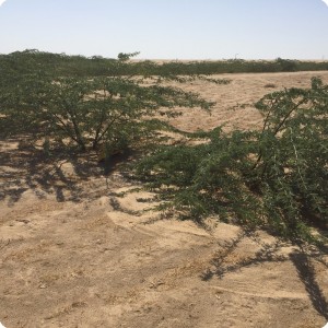 15 Ghaf tree  Prosopis cineraria  3 years old in Kuwait Desert for Kuwait Great Green Wall planted with the Groasis Technology