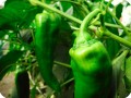 15 Green chili pepper in Groasis Waterboxx