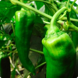 15 Green chili pepper in Groasis Waterboxx