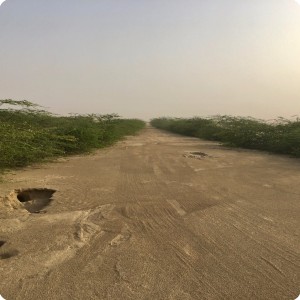 16 Ghaf tree  Prosopis cineraria  3 years old in Kuwait Desert for Kuwait Great Green Wall planted with the Groasis Technology