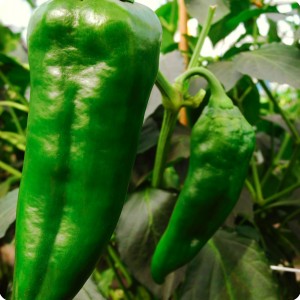 17 Green chili pepper in Groasis Waterboxx