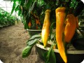 19 Yellow chili pepper in Groasis Waterboxx