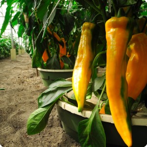 19 Yellow chili pepper in Groasis Waterboxx