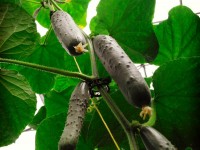 Results vegetables, greenhouse in Elshout