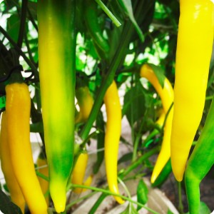 20 Yellow chili pepper in Groasis Waterboxx