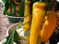 21 Yellow chili pepper in Groasis Waterboxx