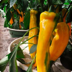 21 Yellow chili pepper in Groasis Waterboxx