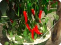 22 Red chili pepper in Groasis Waterboxx