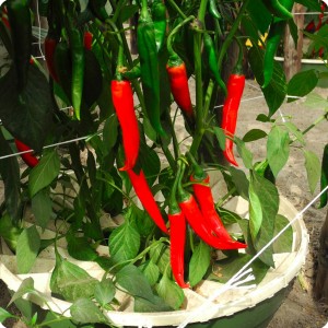 22 Red chili pepper in Groasis Waterboxx