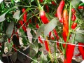 23 Red chili pepper in Groasis Waterboxx