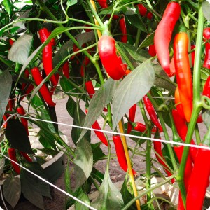23 Red chili pepper in Groasis Waterboxx