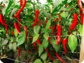 25  Red chili pepper in Groasis Waterboxx