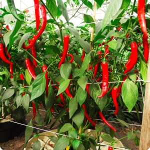 25  Red chili pepper in Groasis Waterboxx