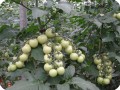 26 Tomatoes in Groasis Waterboxx