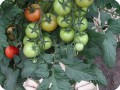 27 Tomatoes in Groasis Waterboxx