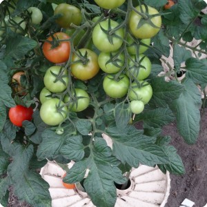 27 Tomatoes in Groasis Waterboxx