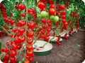 28 Tomatoes in Groasis Waterboxx