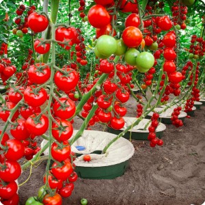 28 Tomatoes in Groasis Waterboxx