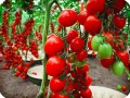 29 Cherry tomatoes in Groasis Waterboxx