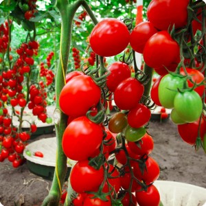 29 Cherry tomatoes in Groasis Waterboxx