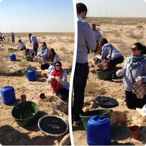 2 Planting Ghaf trees  Prosopis cineraria  in the desert of Kuwait for the Kuwait Great Green Wall