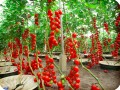 31 Cherry tomatoes in Groasis Waterboxx
