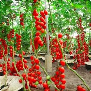 31 Cherry tomatoes in Groasis Waterboxx