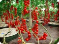 32 Cherry tomatoes in Groasis Waterboxx
