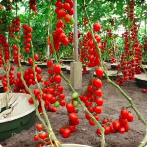 32 Cherry tomatoes in Groasis Waterboxx