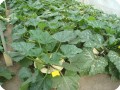 34 Zucchini in Groasis Waterboxx