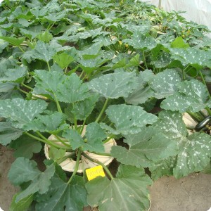 34 Zucchini in Groasis Waterboxx