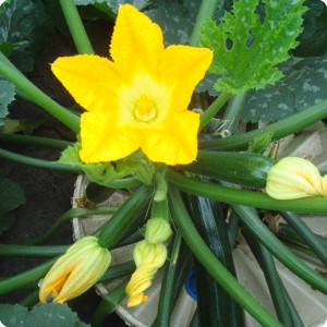 35 Zucchini in Groasis Waterboxx