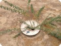 4 Ghaf tree  Prosopis cineraria  in Kuwait planted 2015 with Groasis Waterboxx