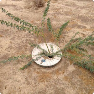 4 Ghaf tree  Prosopis cineraria  in Kuwait planted 2015 with Groasis Waterboxx