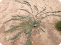 5 Ghaf tree  Prosopis cineraria  in Kuwait one year after planting