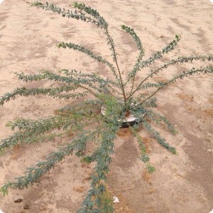 5 Ghaf tree  Prosopis cineraria  in Kuwait one year after planting