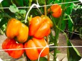 5 Orange bell pepper in Groasis Waterboxx