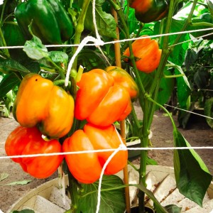 5 Orange bell pepper in Groasis Waterboxx