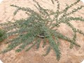 6 Ghaf tree  Prosopis cineraria  in Kuwait planted 2014   after one year