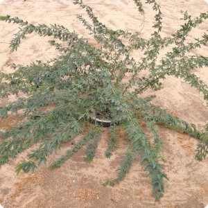 6 Ghaf tree  Prosopis cineraria  in Kuwait planted 2014   after one year